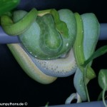 Zucht, Morelia viridis, Grüner Baumpython, Chondropython,