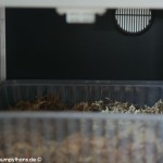 Gelege, Schlupf,Inkubator, Morelia viridis, Grüner Baumpython