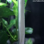 Zucht, Morelia viridis, Chondropython, Grüner Baumpython