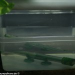Zucht, Gelege, Schlupf,Inkubator, Morelia viridis, Grüner Baumpython