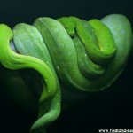 Zucht, Morelia viridis, Grüner Baumpython, Chondropython,