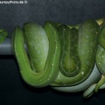 Zucht, Morelia viridis, Grüner Baumpython, Chondropython,
