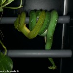 Zucht, Morelia viridis, Grüner Baumpython, Chondropython,