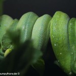 Zucht Morelia viridis , Grüner Baumpython, Chondropython