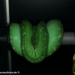 Zucht, Morelia viridis, Grüner Baumpython, Chondropython,