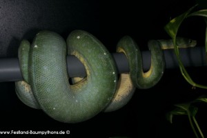 Ovulation, Zucht, Morelia viridis, Grüner Baumpython, Chondropython,