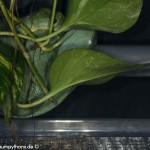 Gelege, Schlupf,Inkubator, Morelia viridis, Grüner Baumpython
