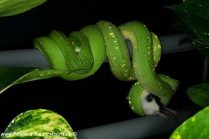 Zucht, Morelia viridis, Grüner Baumpython, Chondropython,